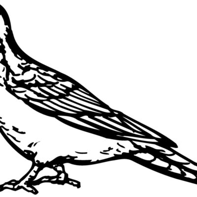 BIRD034 Thumbnail